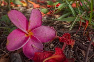 Flowers' end | Discarded flowers now litter my backyard. The… | Flickr