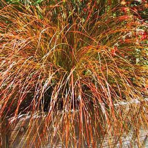 Carex Seed - Orange Sedge Ornamental Grass Seeds