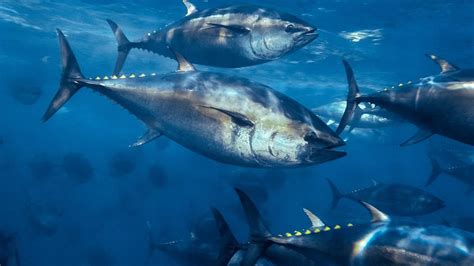 Into the Deep With the Atlantic Bluefin Tuna | The Pew Charitable Trusts