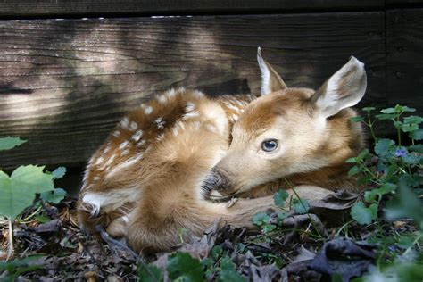 BABY DEER FAWNS - BABY DEER - ALL BABY SITTING GAMES