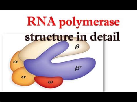 RNA polymerase structure in detail - YouTube