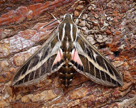 Striped Hawk-moth | Butterfly Conservation