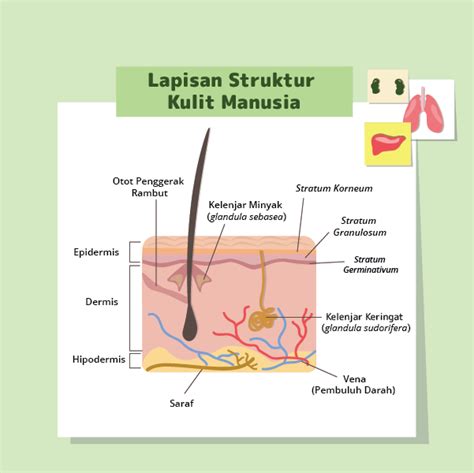 Gambar Sistem Ekskresi Pada Kulit - 56+ Koleksi Gambar