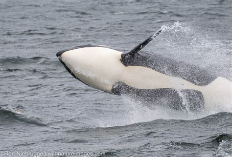 Orca Breaching | Tongass National Forest, Alaska | Photos by Ron Niebrugge