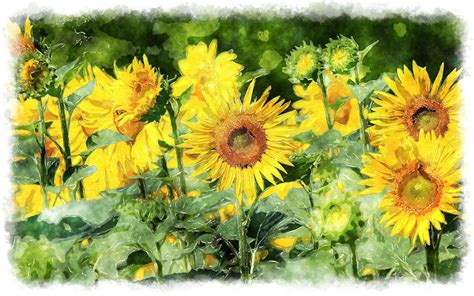 Sunflower Watercolor Painting at GetDrawings | Free download