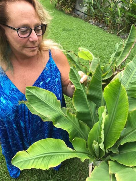 Banana season is upon us - West Hawaii Today