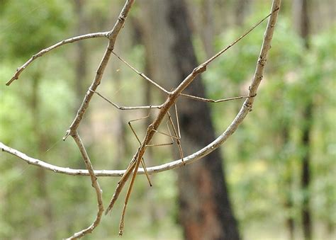 Check Out These Photos of the World's Largest Stick Bug - Heads Up by Boys' Life