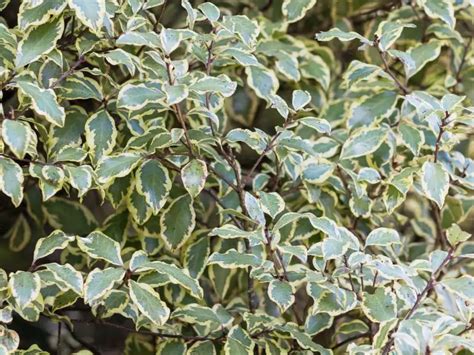 Pittosporum Hedge: 7 Ideal Pittosporum Varieties You Can Use As Hedges