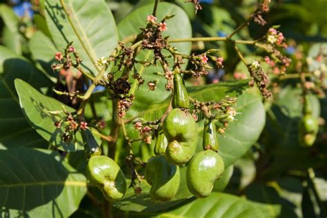 Cashew Nuts Growing On A Tree. Stock Photo - Image of cooking, large ...