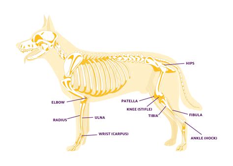 Anatomy Of A Dog's Leg And Foot : Anatomy Dog Bone Structure Muscle Muscles Paw Front Greyhound ...