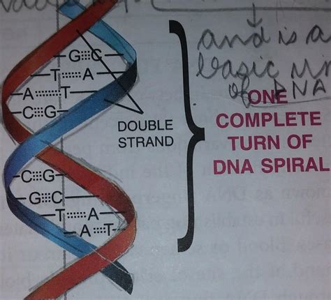 Double Helix Dna Strand Drawing : How To Draw Dna Double Helix Structure Quickly Using Only ...