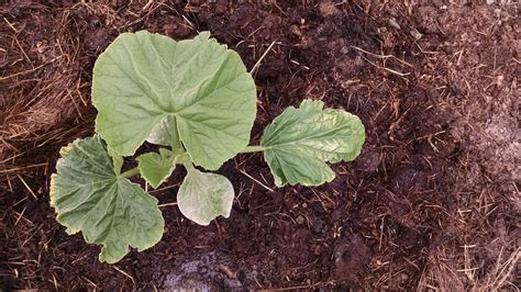 Pumpkin Surgery and the Race of the Seedlings — Green Adrenaline