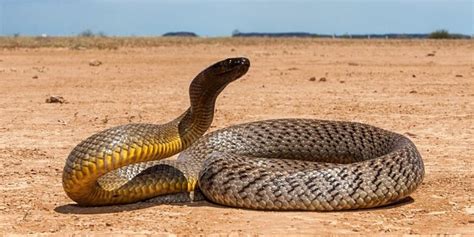 Most Venomous Snakes In The World: 11 Deadliest Snakes⚠️