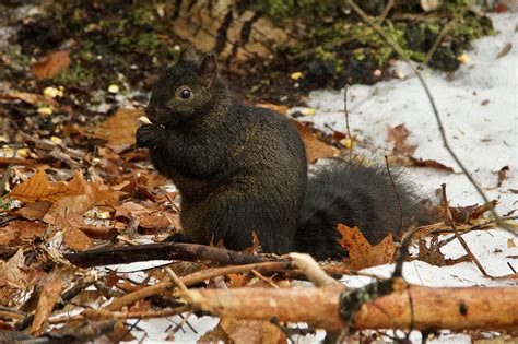 Eastern Gray Squirrel Black Morph Photograph by Michael Peychich