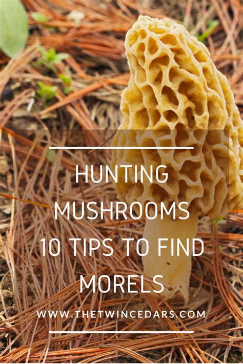 Morel Mushroom Hunting: 10 Tips you may not know | The Twin Cedars