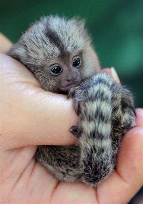 Pygmy Marmoset Facts, Baby, Habitat, Diet, Adaptations, Pictures