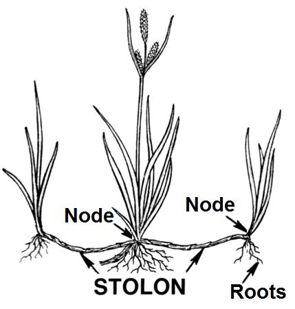 Stolon | Overview, Reproduction & Examples - Lesson | Study.com