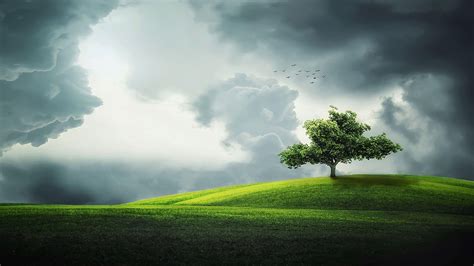 Tree 4k Wallpapers - Top Free Tree 4k Backgrounds - WallpaperAccess