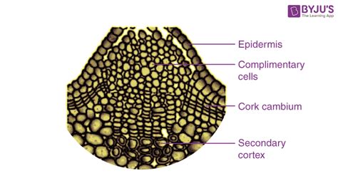 Difference between Epidermal and Cork Cells