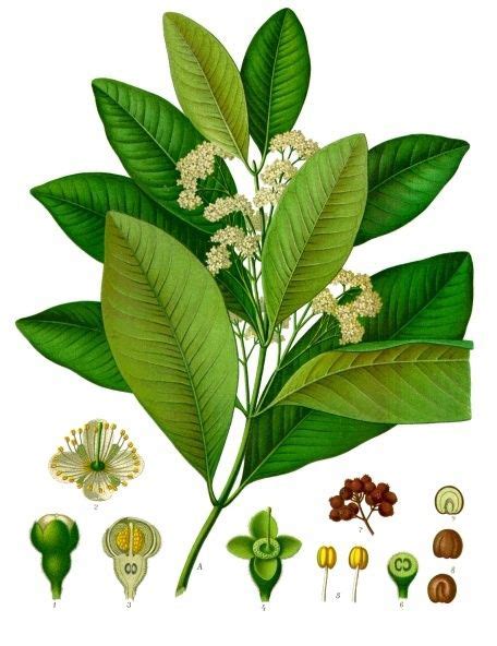 Allspice facts and health benefits