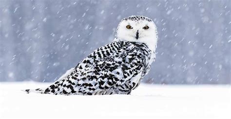 Polar Sentinel: The Extraordinary Journey of the Snowy Owl - The Worlds Rarest Birds