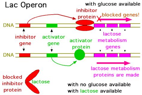 Joe's Guide to Science: The Lac Operon