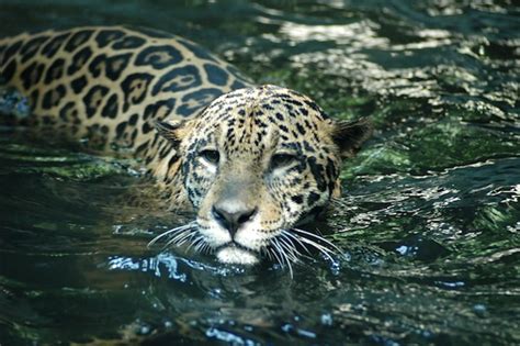 Jaguar Habitat and Distribution - Feline Facts and Information