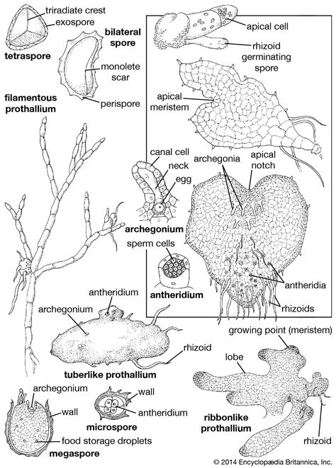 Fern - Shape, Structure, Reproduction | Britannica