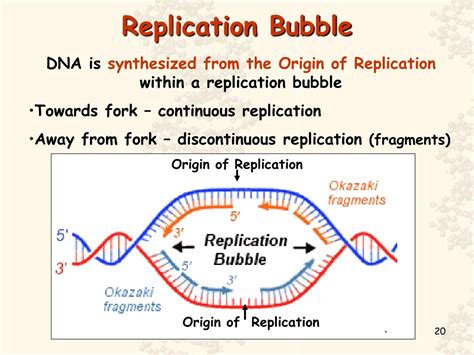 Dna Replication Bubble With Enzymes