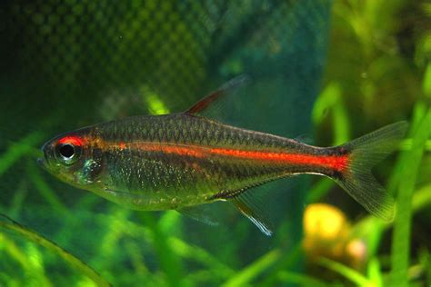 Glowlight Tetra Fish Species Profile