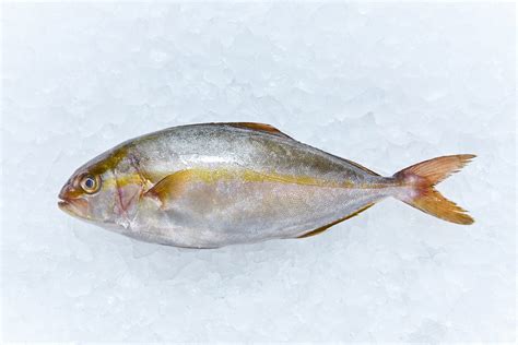 Kanpachi / Greater amberjack (Young Fish) – Seafood City Granville Island