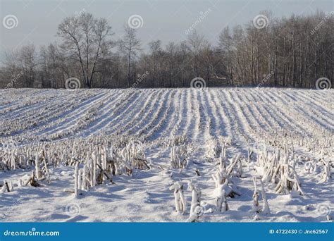 Winter Corn Field After Harvest Stock Photo - Image: 4722430