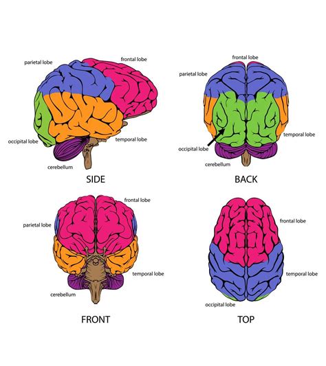 Parts Of The Brain And Their Functions Chart