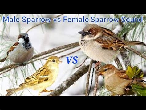 Female Sparrow