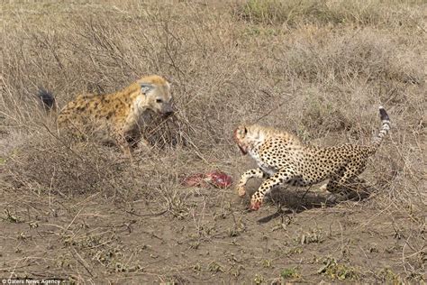 Cheetah brings down gazelle after chase in Tanzania | Daily Mail Online