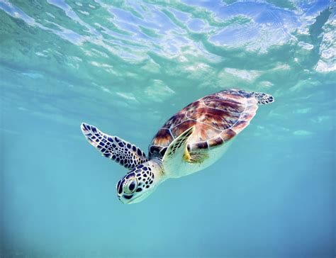 Hawaii Green Sea Turtle (Chelonia Mydas) An Endangered Species PosterPrint - Walmart.com