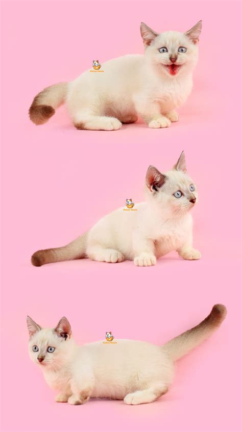 Mickey - Kucing Munchkin Mix British Shorthair 2,5 Bulan Jantan - Katze ...