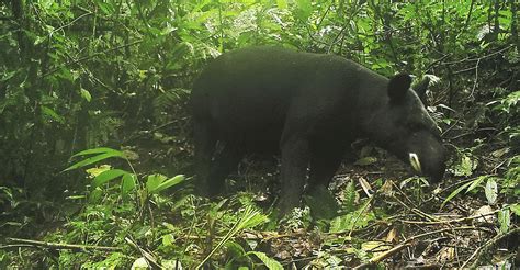 Mountain Tapir Conservation