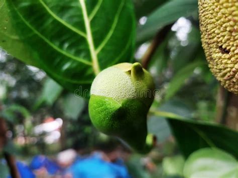 Closeup View of a Jackfruit Flower and Young Jackfruit Stock Image - Image of tree, healthy ...