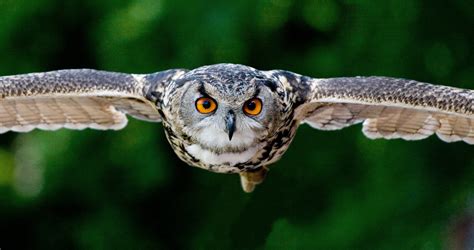 owl flying