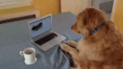 Funny Animals Lidia GIF - FunnyAnimals Lidia Typing - Discover & Share GIFs