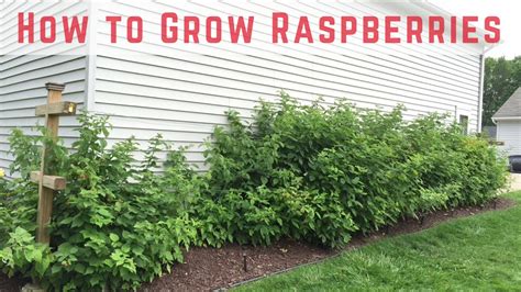 How To Control Raspberry Bushes – Raspberry