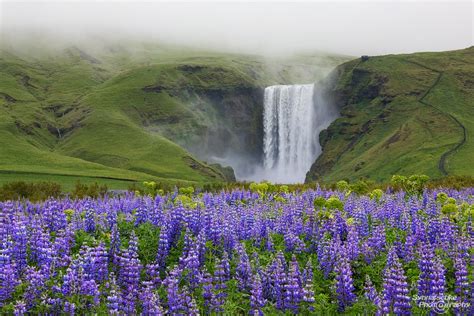 The Flowers of Iceland - Tiplr