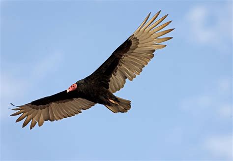 Turkey vulture | Wingspan, Range, & Facts | Britannica