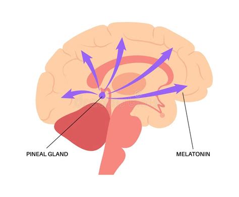 Epithalamus Diagram