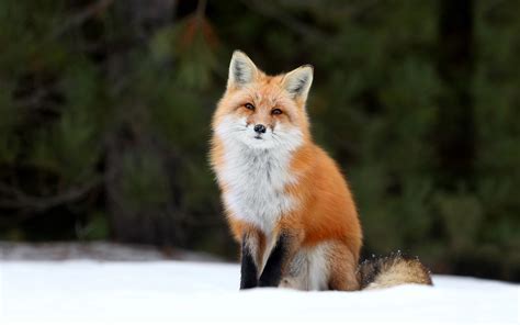 Red Fox - Red Foxes Wallpaper (40437478) - Fanpop