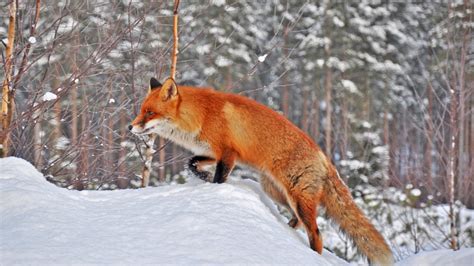 3840x2160 Fox In Snow 4k HD 4k Wallpapers, Images, Backgrounds, Photos and Pictures