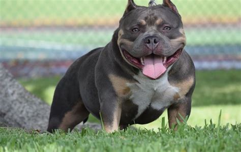 American Bully Dog Breed - Amazing Facts You Must Know!