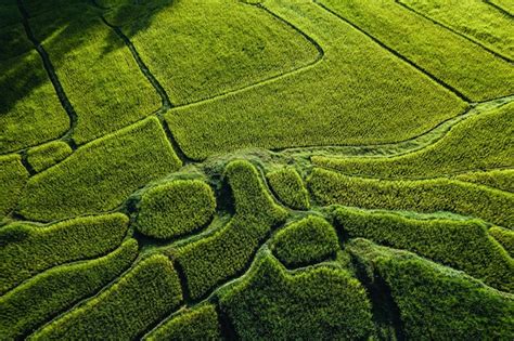 Premium Photo | Rice field ,aerial view of rice fields