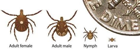 Lone Star Tick Map, Locations, and Other Key Facts - MedPro Medical Waste Disposal